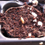 How to Grow Cucumbers From Seed